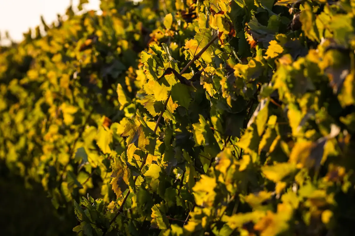 San Joaquin Wine Co - cover photo