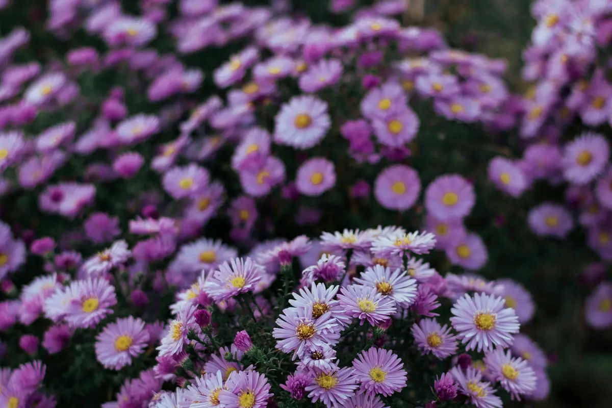 Urban Marigold Floral Design - cover photo