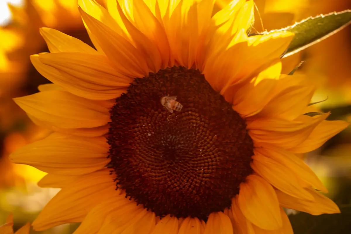 Walla Walla Flower Farm - cover photo