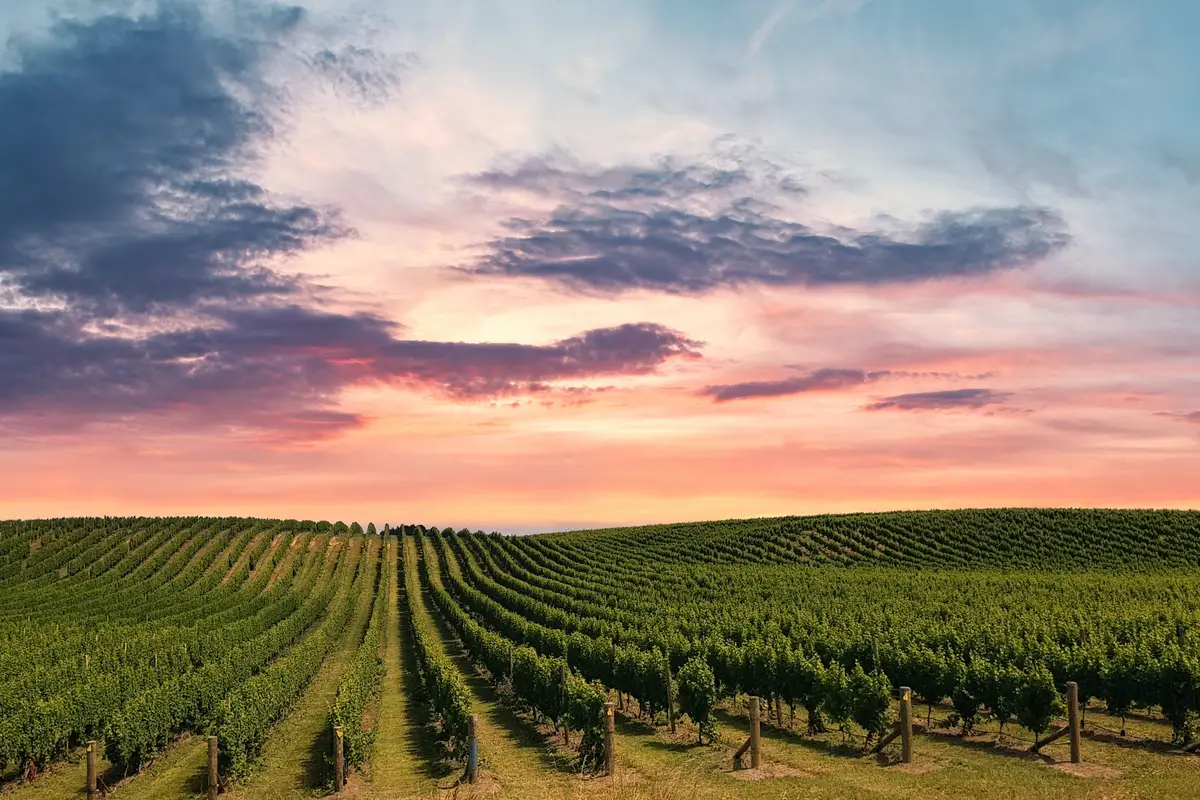 Wine Country Catering & Events - cover photo