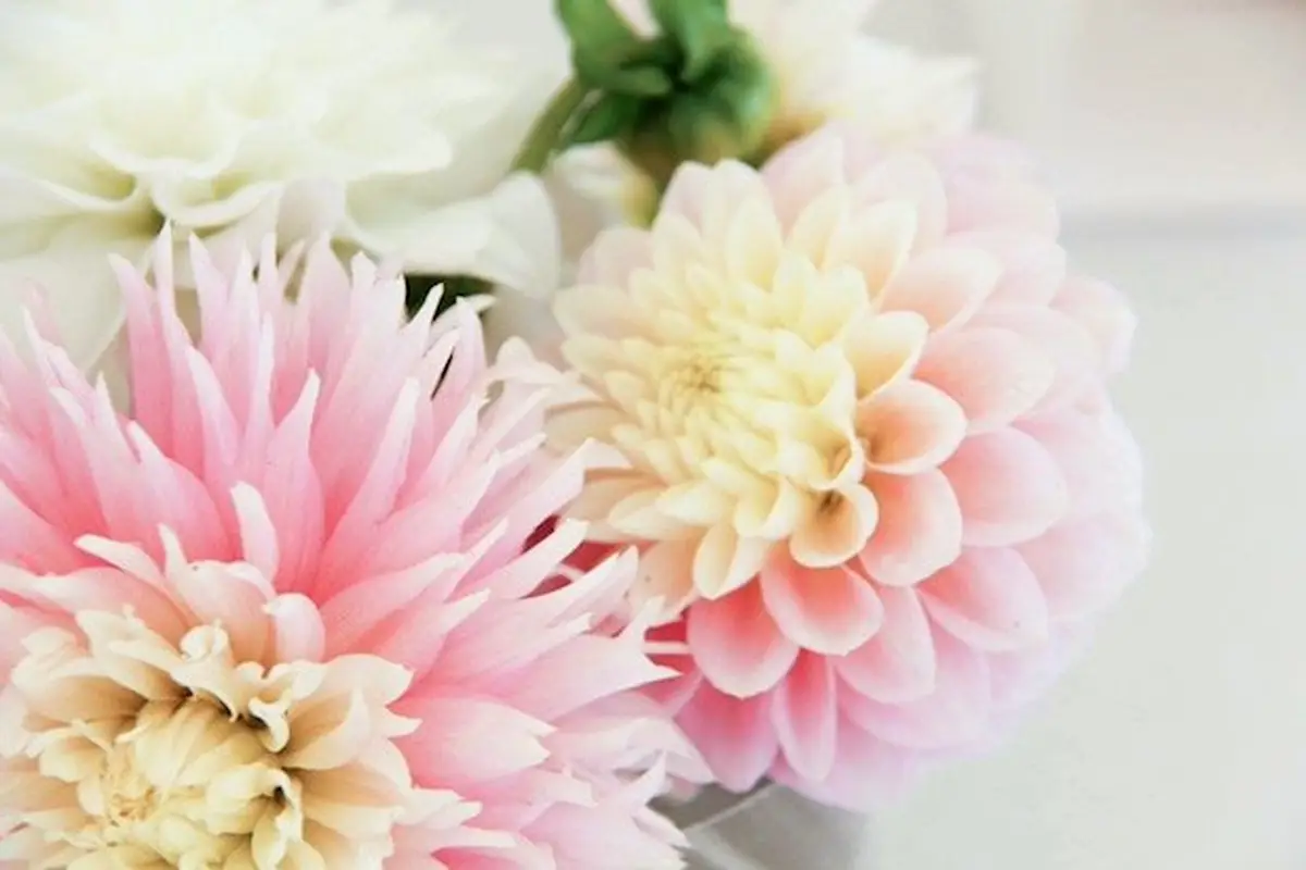 Stem Floral Design - cover photo
