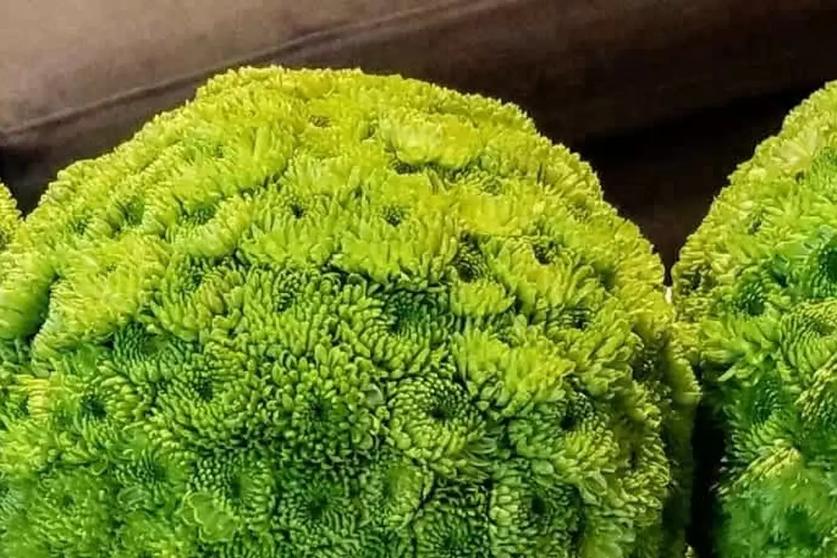 Stems Fleur - cover photo