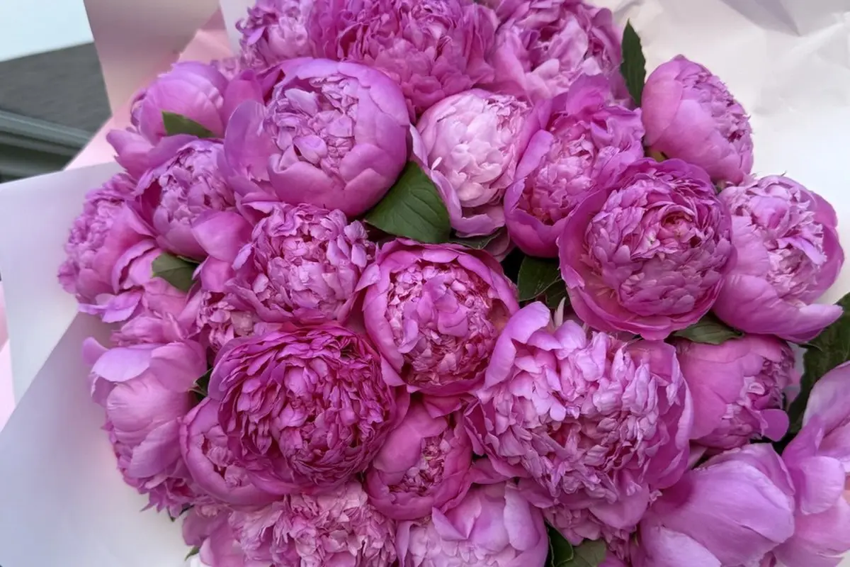 FloraLux - cover photo