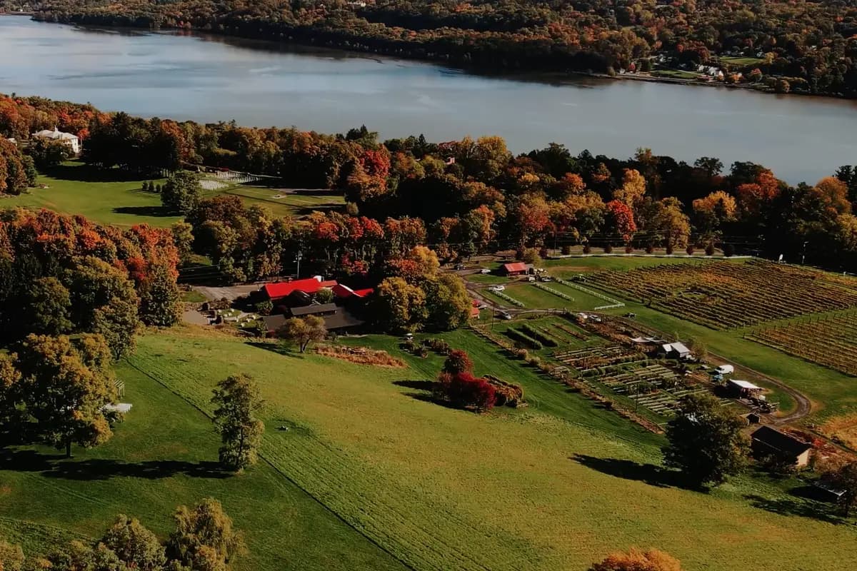 Red Maple Vineyard - cover photo