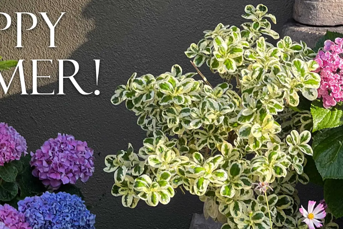 Cerritos Hills Florist - cover photo