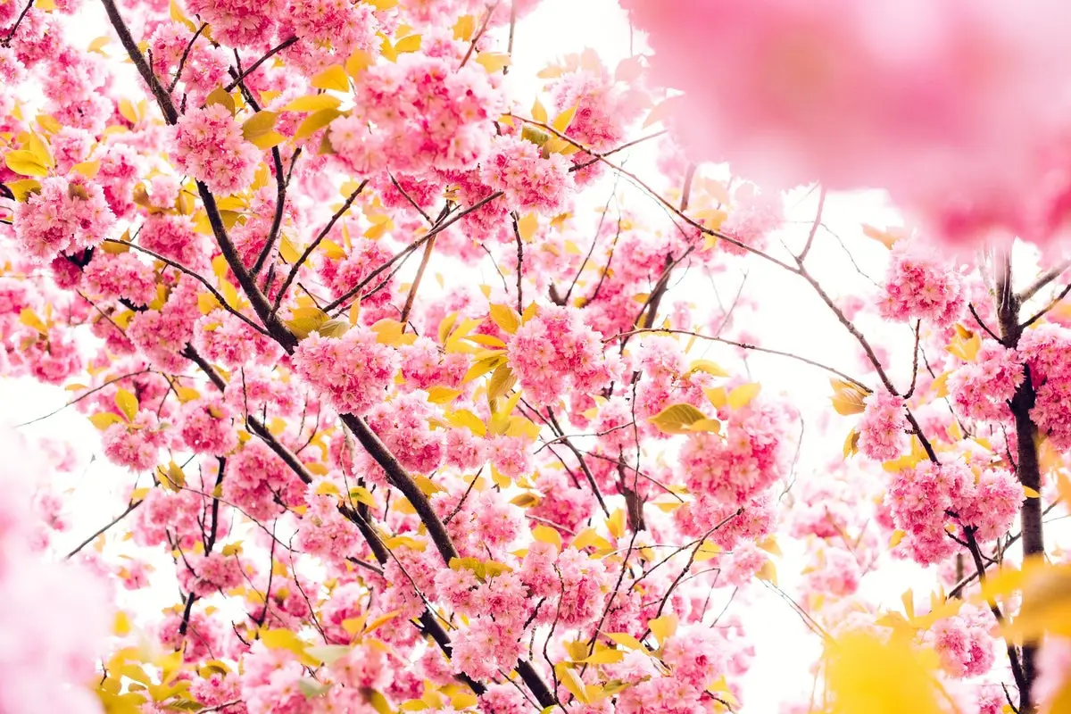 Beautiful Life Weddings - cover photo