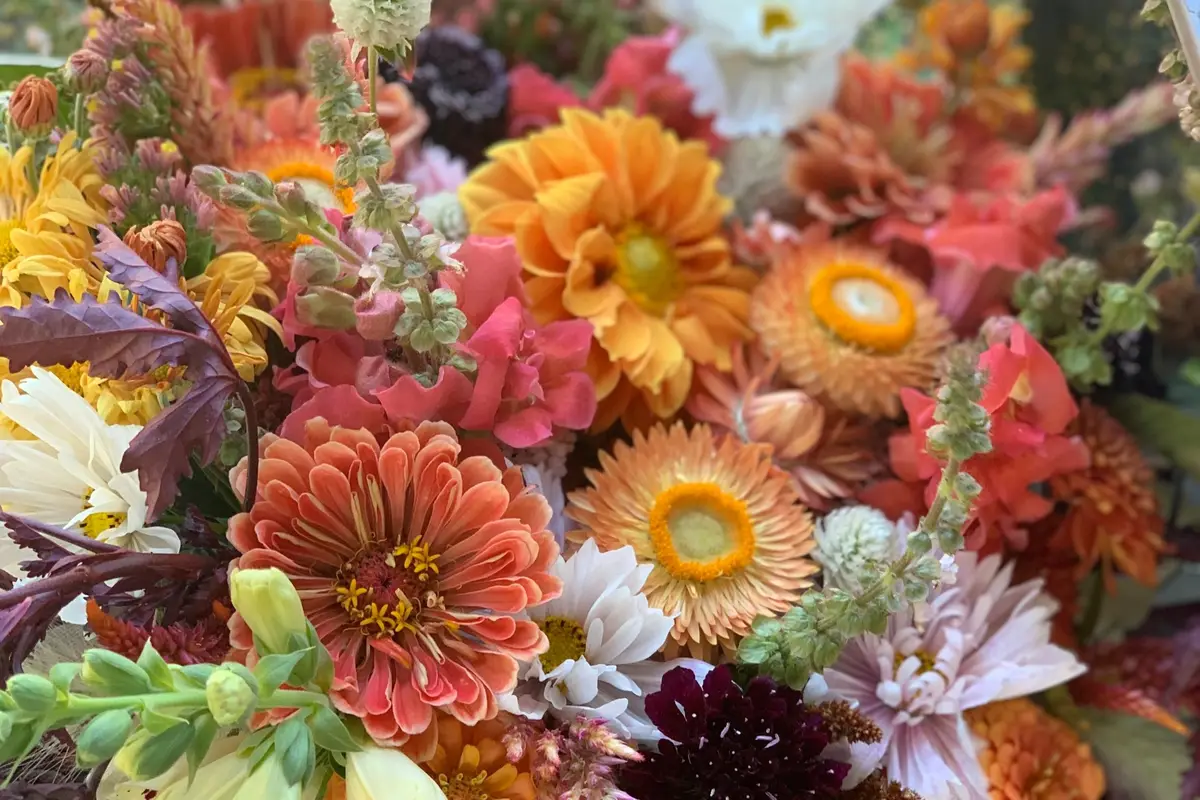 Electric Gardens Flower Farm - cover photo