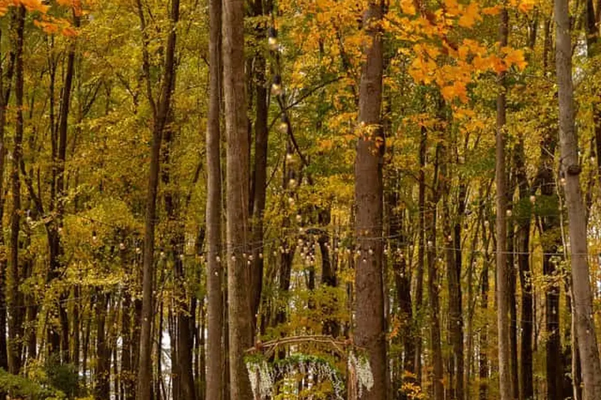 Highland Oaks Weddings and Events - cover photo