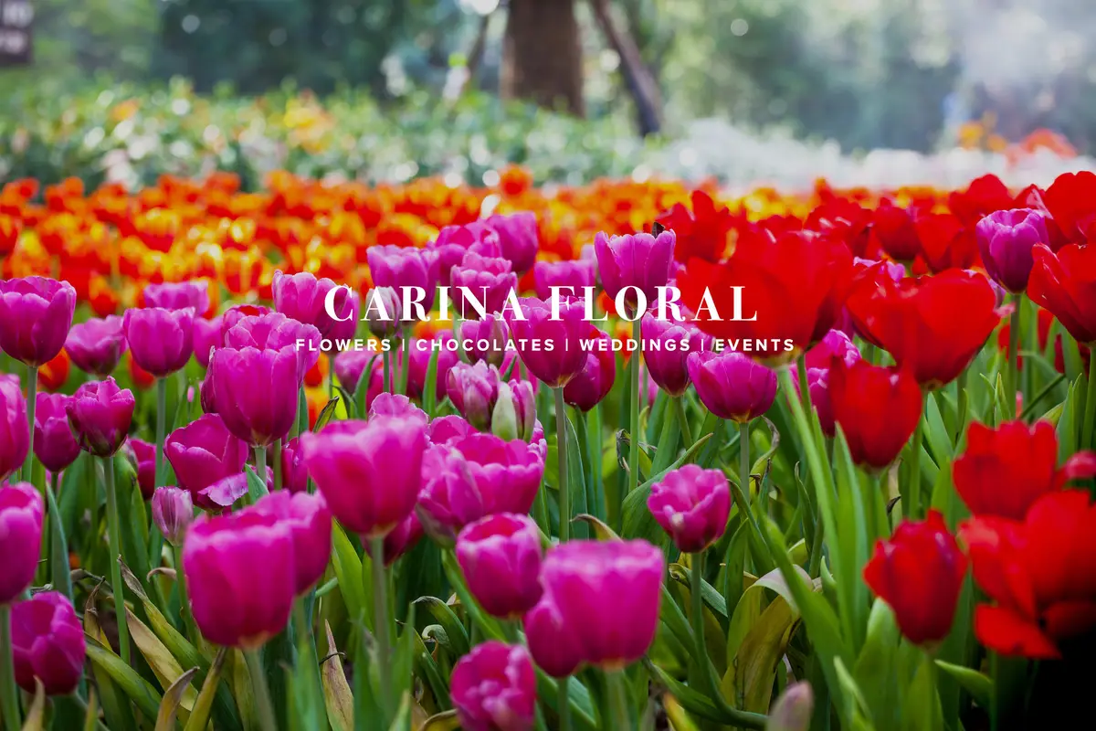 Carina Floral - cover photo
