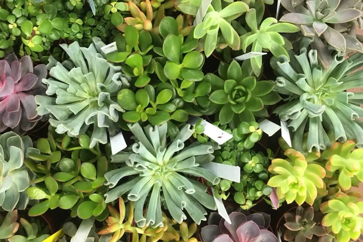 Casey's Garden Shop and Florist - cover photo