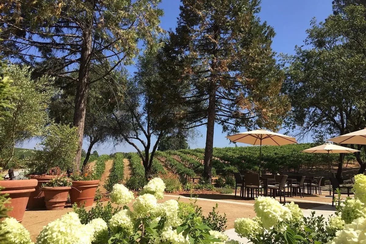 Sentivo Vineyards - cover photo