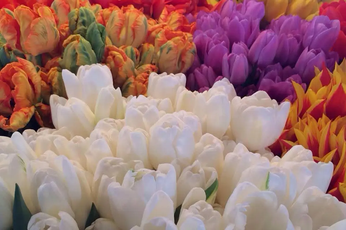 The Blooming Gem Flower House - cover photo