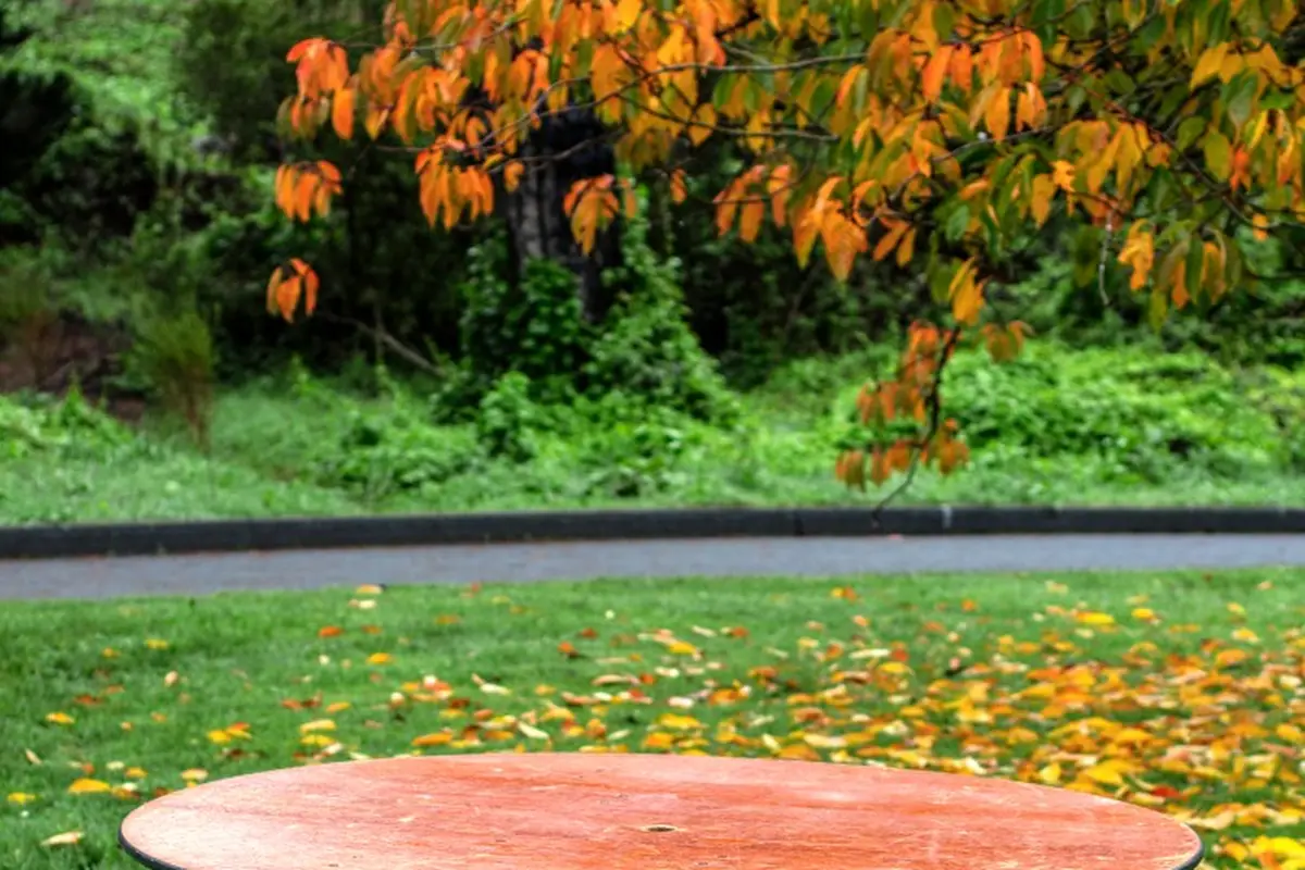 All Seasons Event Rentals - cover photo