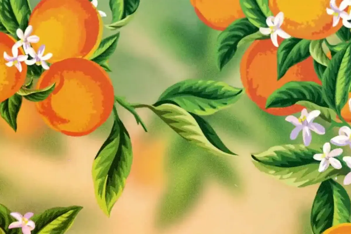 Citrus Club - cover photo