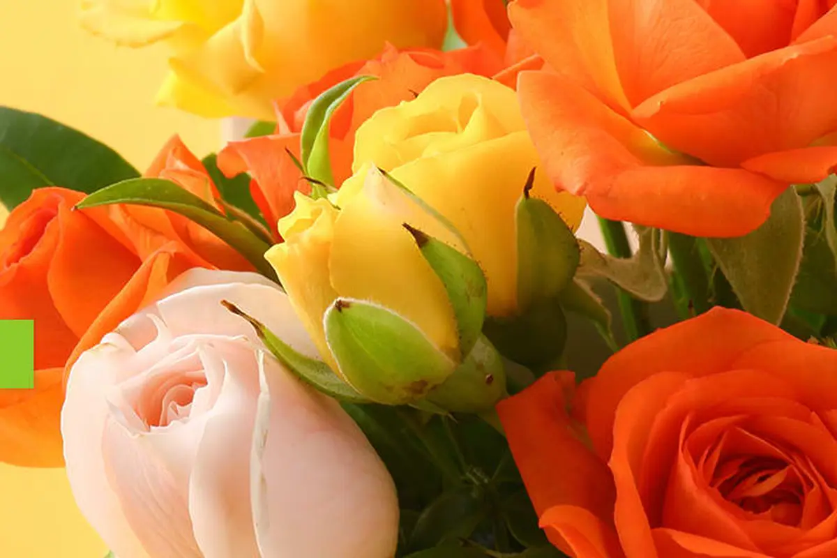 A Lasting Memory from The Flower Shoppe - cover photo