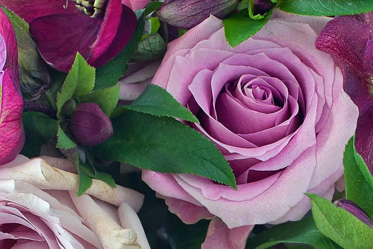 Flower Sensation Delivery Only - cover photo