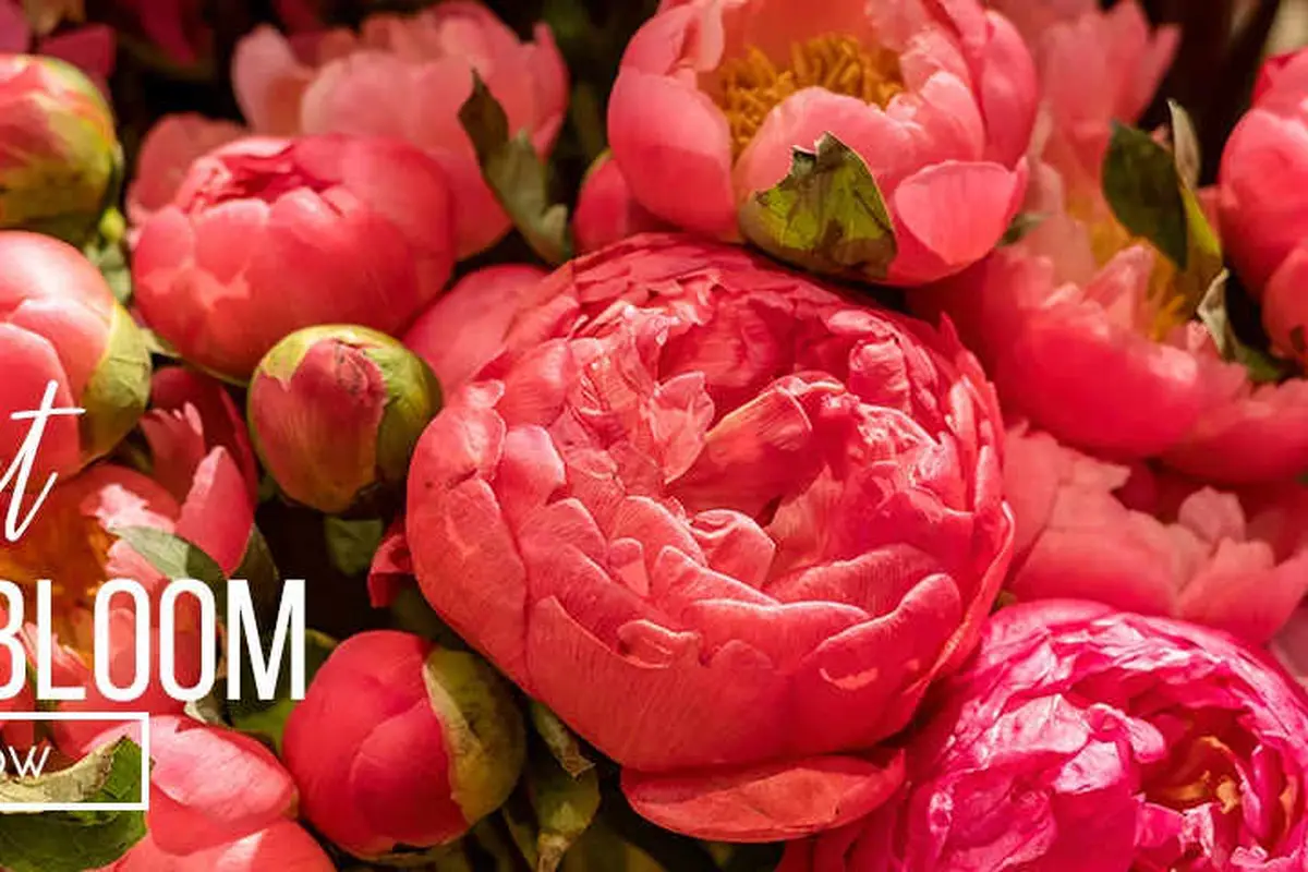 Hillside Floral & Flower Delivery - cover photo