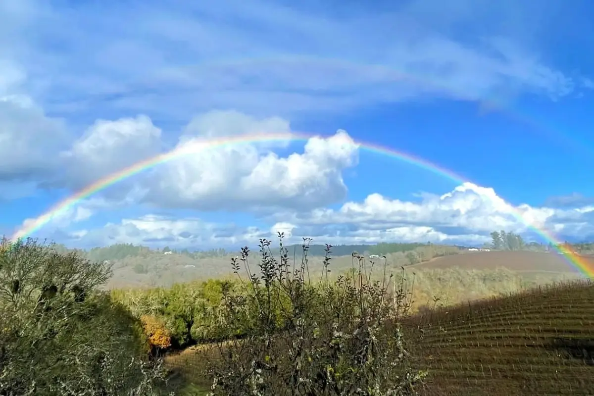 Iron Horse Vineyards - cover photo