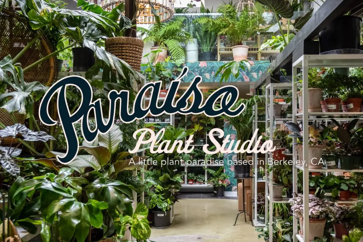 Paraíso Plant Studio - cover photo